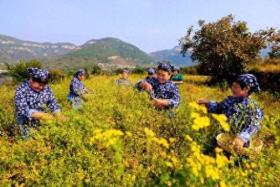 靈巖御菊：從田間到餐桌，一朵菊花的產(chǎn)業(yè)化生態(tài)之旅